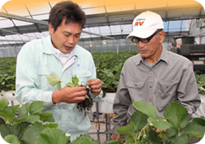 JA遠州夢咲の農業